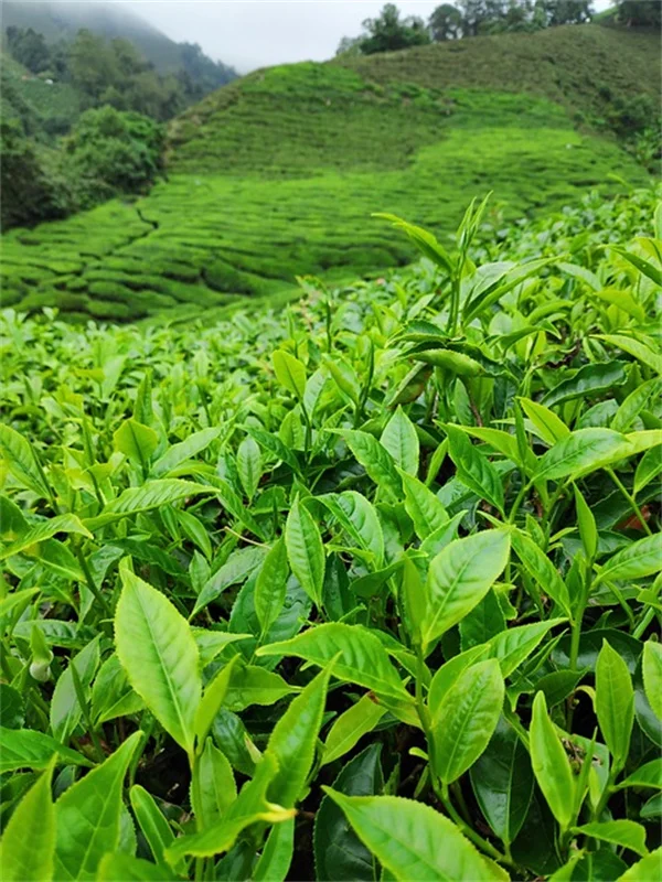ナメクジに強い植物7選。これで庭の悩みが解決！