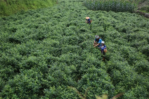 園芸のプロが教える、絶対に育てたい植物14選