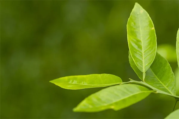香草の活用法｜私の経験から学んだ5つのコツ