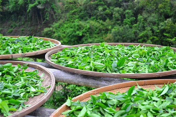 【私が検証】バナナの皮で観葉植物の葉を拭くのは本当に効果的？科学的に解説