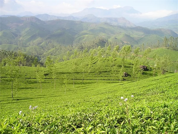 大丽花块茎を植える前に、たった1つのチェックを行うだけで無駄がなくなる