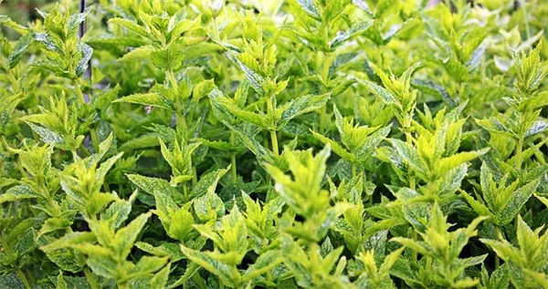 中西部で容器园艺を成功させる5つのコツと植物選び