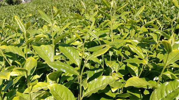 プロが教える！一年草・多年草の違いと組み合わせ方